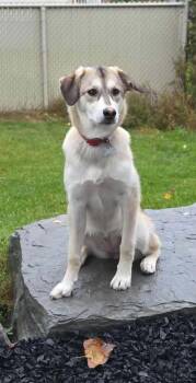 Rescue Husky Dogs for Adoption in Sainte-Marguerite-du-Lac-Masson, Quebec - Baily | PetCurious