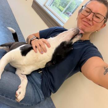 Pit Bull Terrier and Mixed Breed Dogs Available for Adoption in Roanoke, Virginia - Kovu | PetCurious