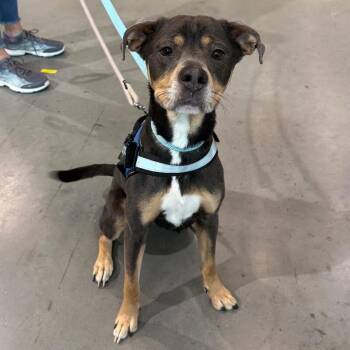 Froggie -  Pit Bull Terrier and Mixed Breed Dog for Adoption in Roanoke, Virginia - Froggie | PetCurious