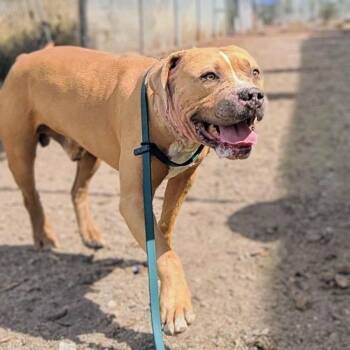Dan -  Pit Bull Terrier Dog for Adoption in Oakland, California - Dan | PetCurious