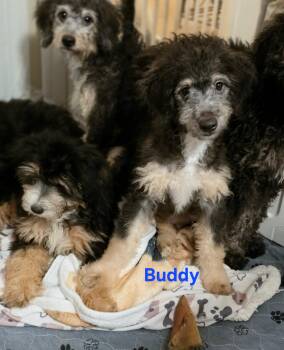 Buddy -  Bernadoodle and Goldendoodle Dog for Adoption in Blairstown, New Jersey - Buddy | PetCurious
