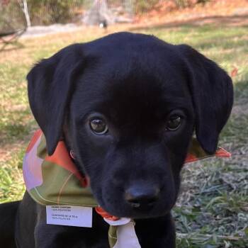 Rescue Labrador Retriever and Border Collie Dogs for Adoption in Cedar Mountain, North Carolina - Betty White | PetCurious