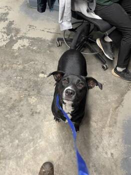 MAEVE -  Labrador Retriever and Mixed Breed Dog for Adoption in Tallahassee, Florida - MAEVE | PetCurious
