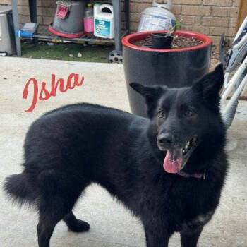 Border Collie and Shepherd Dogs Available for Adoption in Houston, Texas - Isha #loyal-lassie | PetCurious