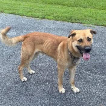 Bucky -  Mixed Breed Dog for Adoption in Jeffersonville, Indiana - Bucky | PetCurious