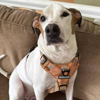 Candy -  Mixed Breed Dog for Adoption in New York, New York - Candy | PetCurious