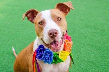 Rescue Pit Bull Terrier Dogs for Adoption in Burlingame, California - Sasha | PetCurious