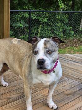Patches -  American Staffordshire Terrier and American Bulldog Dog for Adoption in Lakemont, Georgia - Patches | PetCurious