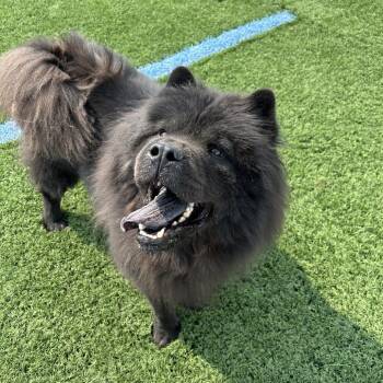 Chowder D12080 -  Chow Chow Dog for Adoption - Chowder D12080 | PetCurious