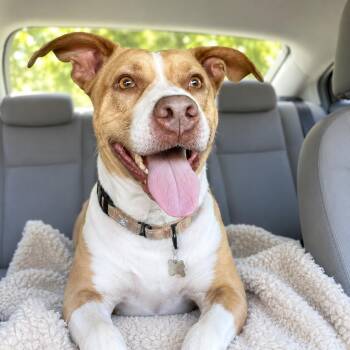 Honey -  Labrador Retriever and Mixed Breed Dog for Adoption in Houston, Texas - Honey | PetCurious