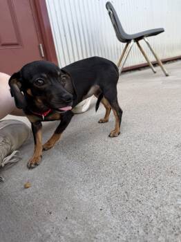 Dachshund Dogs Available for Adoption in Lexington, Kentucky - Lucy | PetCurious