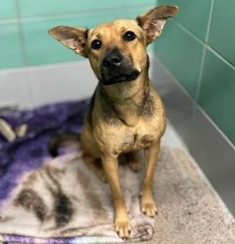 BALEY -  German Shepherd Dog and Mixed Breed Dog for Adoption in Houston, Texas - BALEY | PetCurious