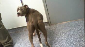 A1266379 -  Pit Bull Terrier Dog for Adoption in Charlotte, North Carolina - A1266379 | PetCurious