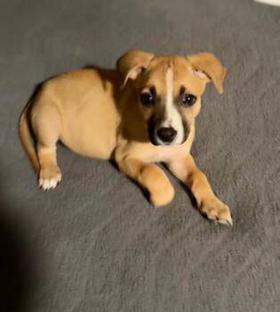 Boxer and Labrador Retriever Dogs Available for Adoption in Plainfield, Illinois - Artemis | PetCurious