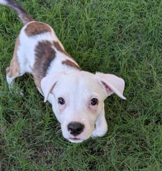 Squishy Dumpling -  Pit Bull Terrier Dog for Adoption in Phoenix, Arizona - Squishy Dumpling | PetCurious