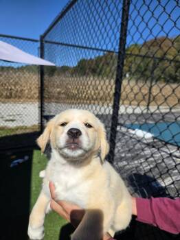 Papaya -  Golden Retriever Dog for Adoption in Richmond, Kentucky - Papaya | PetCurious