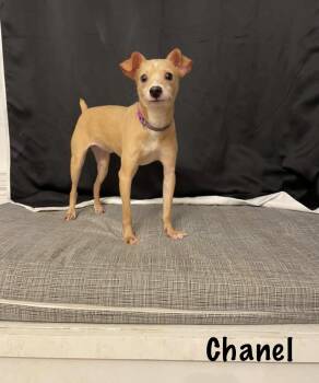 Chanel -  Chihuahua Dog for Adoption in Walker, Louisiana - Chanel | PetCurious