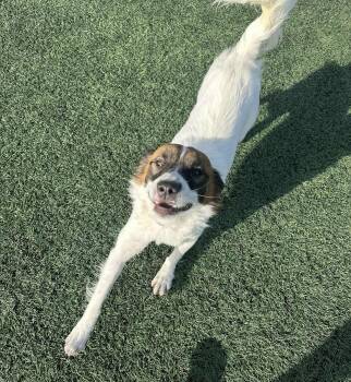 Rescue Xoloitzcuintli Mexican Hairless Dogs for Adoption in Puyallup, Washington - Cinnamon | PetCurious