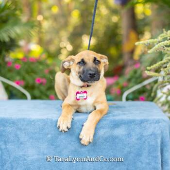 Amber -  Shepherd Dog for Adoption in Wake Forest, North Carolina - Amber | PetCurious