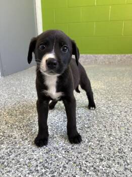 Nick Wilde -  Mixed Breed Dog for Adoption in Jackson, Michigan - Nick Wilde | PetCurious