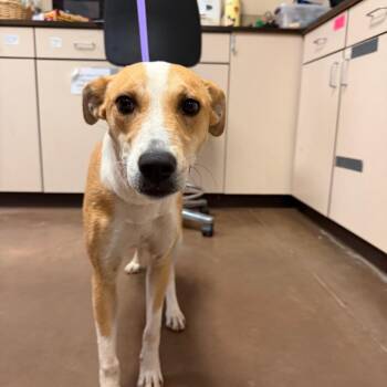 Abby -  Shepherd and American Foxhound Dog for Adoption in Flagstaff, Arizona - Abby | PetCurious