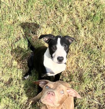 Rescue Mixed Breed Dogs for Adoption in Longview, Texas - Reeses | PetCurious