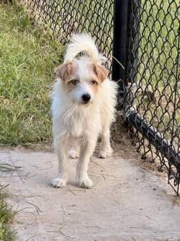 Billy Ocean -  Terrier Dog for Adoption in Richmond, Texas - Billy Ocean | PetCurious