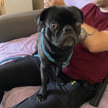 Puma Pug -  Pug Dog for Adoption in St. Louis, Missouri - Puma Pug | PetCurious