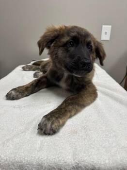 Guthrie -  Mixed Breed Dog for Adoption in Missoula, Montana - Guthrie | PetCurious