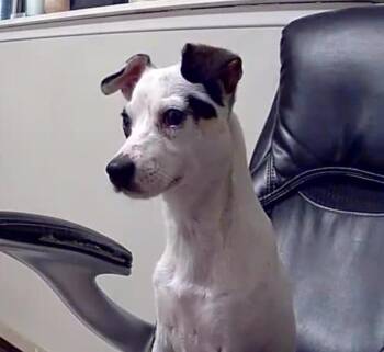 Mabel -  Chihuahua and Mixed Breed Dog for Adoption in Spokane, Washington - Mabel | PetCurious