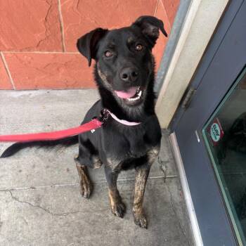 Black Labrador Retriever Dogs Available for Adoption - Ava | PetCurious