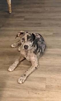 Berkeley -  Catahoula Leopard Dog Dog for Adoption in West Peoria, Illinois - Berkeley | PetCurious