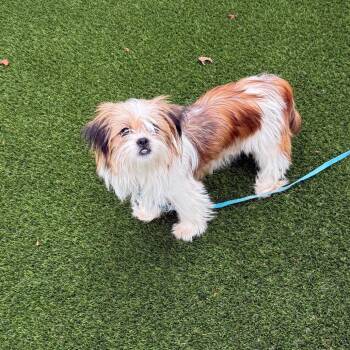 Bella Rose 22825 -  Shih Tzu and Mixed Breed Dog for Adoption in Cumming, Georgia - Bella Rose 22825 | PetCurious