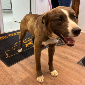 Husky and Mixed Breed Dogs Available for Adoption in Morganfield, Kentucky - Morton | PetCurious