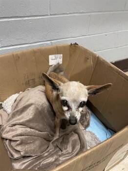 Chihuahua Dogs Available for Adoption - A372944 | PetCurious