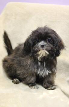 Pluto in NH. Come Meet our Adoptable Dogs Wednesday-Saturday. Mo -  Lhasa Apso Dog for Adoption in Manchester, New Hampshire - Pluto In NH. Come Meet Our Adoptable Dogs Wednesday-Saturday. Mo | PetCurious