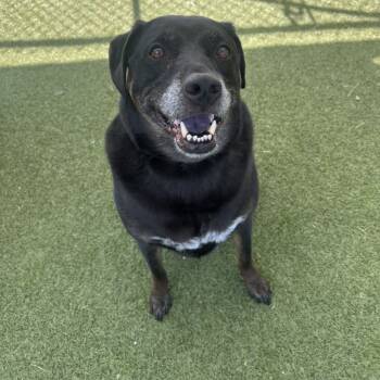 Rescue Labrador Retriever Dogs for Adoption in Hampton Bays, New York - ACE | PetCurious