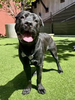 ZAMBONI -  Cane Corso Dog for Adoption in San Francisco, California - ZAMBONI | PetCurious