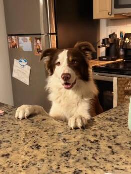 Border Collie Dogs Available for Adoption - COLLIN | PetCurious