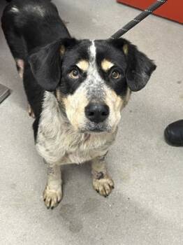 Rescue Mixed Breed Dogs for Adoption in West Chester, Pennsylvania - Maxine | PetCurious