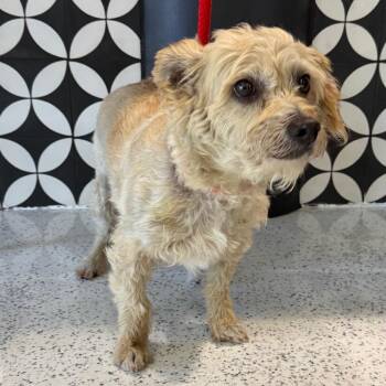 Clover A2276012 -  Miniature Poodle Dog for Adoption in Los Angeles, California - Clover A2276012 | PetCurious