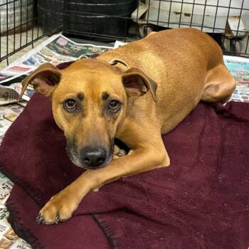 Stegosaurus Stray Hold 9/1 -  Mixed Breed Dog for Adoption in Huntington, West Virginia - Stegosaurus Stray Hold 9/1 | PetCurious