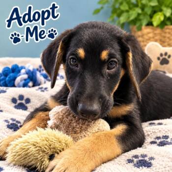 Funky -  Collie and Shepherd Dog for Adoption in South Elgin, Illinois - Funky | PetCurious