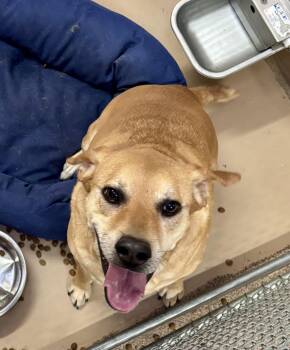 Rescue Labrador Retriever Dogs for Adoption in Sierra Vista, Arizona - Buddy | PetCurious