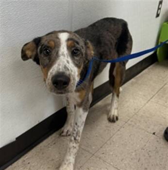 KENNY -  Australian Kelpie Dog for Adoption in Killeen, Texas - KENNY | PetCurious