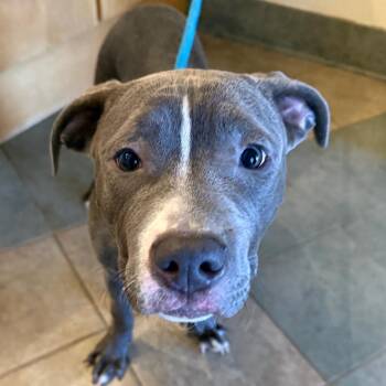 Mixed Breed Dogs Available for Adoption - Charles Beckendorf | PetCurious