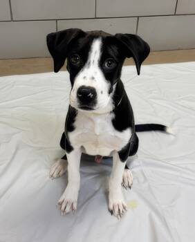 Brioche -  Mixed Breed Dog for Adoption in Nashville, Tennessee - Brioche | PetCurious