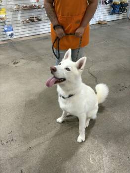 Doc -  Siberian Husky Dog for Adoption in Los Angeles, California - Doc | PetCurious