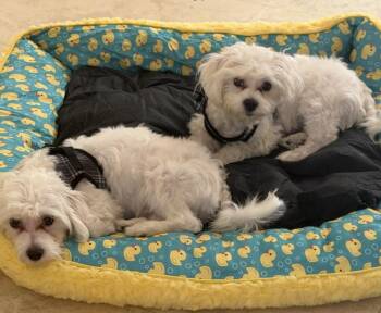 Buzz -  Maltese Dog for Adoption in Fort Lauderdale, Florida - Buzz | PetCurious