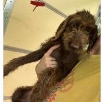 CT Lilo -  Poodle and Mixed Breed Dog for Adoption in Stormville, New York - CT Lilo | PetCurious